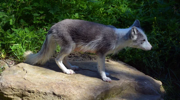 Een Wolf Het Bos — Stockfoto