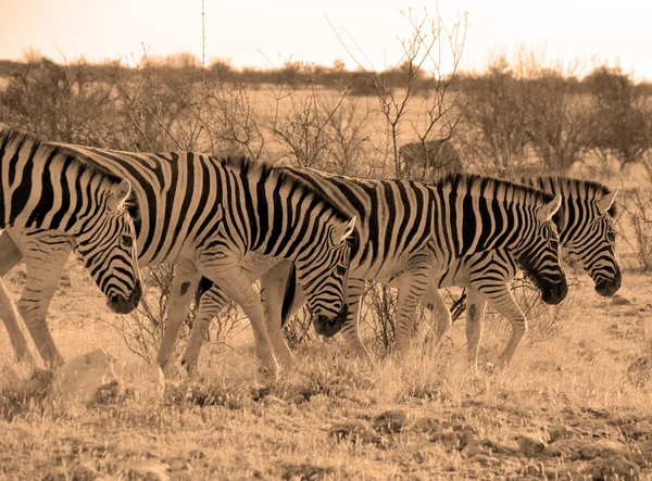 Zebras Son Varias Especies Equipos Africanos Familia Caballos Unidas Por — Foto de Stock