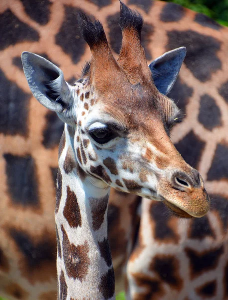 Zsiráf Giraffa Camelopardalis Egy Afrikai Páros Ujjú Patás Emlős Összes — Stock Fotó