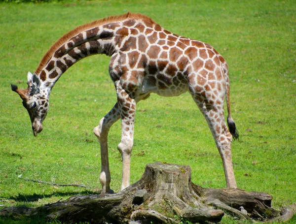 Giraffa Camelopardalis 아프리카에 서식하는 동물중에서 포유류이다 — 스톡 사진