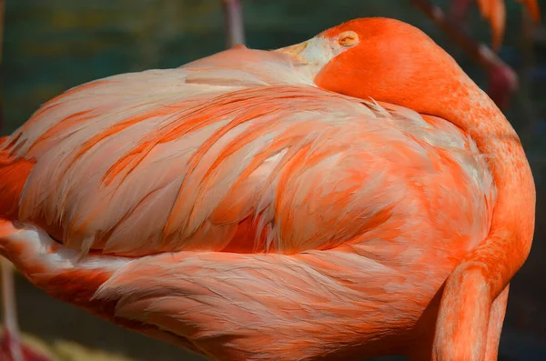 Flamingo Phoenicopteridae Zijn Een Geslacht Van Vogels Uit Familie Flamingo — Stockfoto