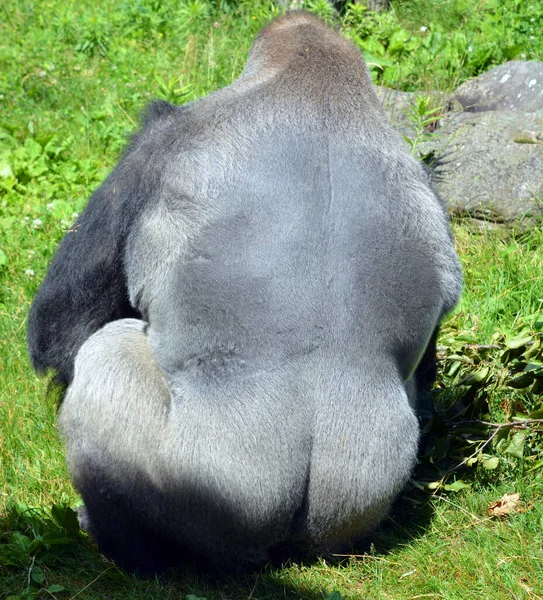 Silberrücken Gorillas Sind Bodenbewohnende Überwiegend Pflanzenfressende Affen Die Die Wälder — Stockfoto