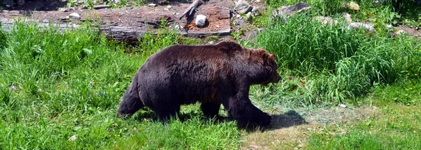 グリズリークマ グリズリークマ Grizzly Bear 北米西部の高地に生息するヒグマの亜種である — ストック写真
