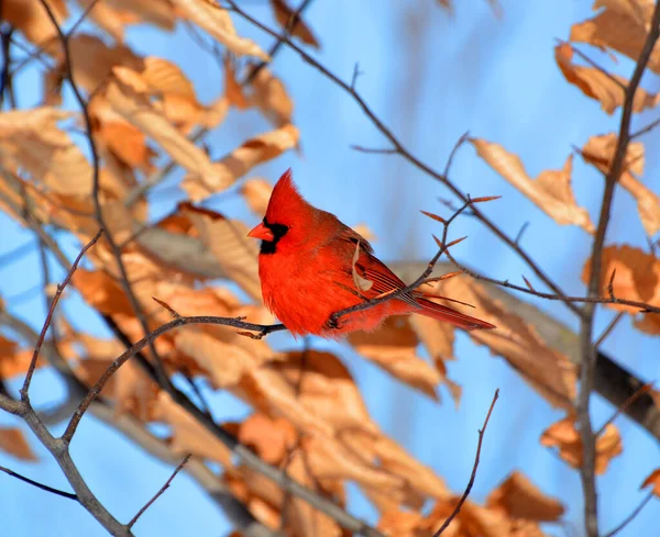 Kardinalen Cardinalidae Zijn Een Familie Van Zangvogels Uit Orde Kardinaalachtigen — Stockfoto