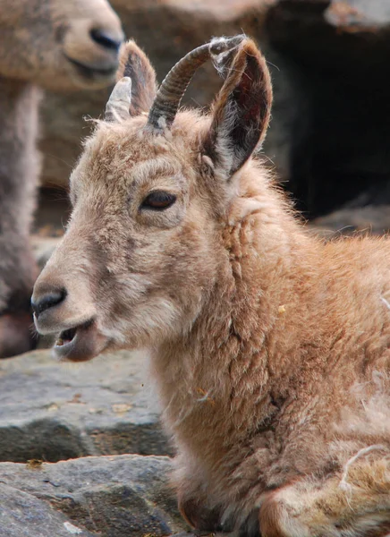 Bebek Tahr Vahşi Keçi Ile Akraba Olan Büyük Bir Asya — Stok fotoğraf