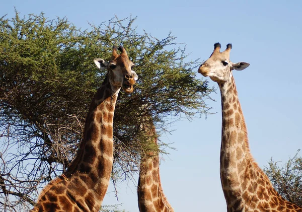 Kruger Park Güney Afrika Zürafa Giraffa Camelopardalis Afrika Yaşayan Tek — Stok fotoğraf