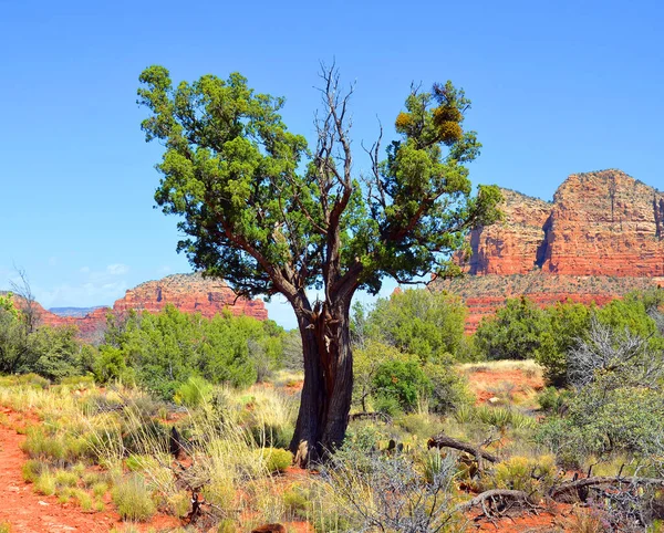 Sedona Parkı Abd Nin Arizona Eyaletinin Kuzey Verde Vadisi Bölgesinde — Stok fotoğraf