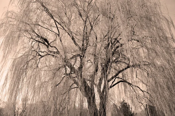 Holý Strom Zimě — Stock fotografie