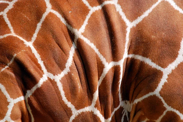 Pele Girafa Giraffa Camelopardalis Mamífero Ungulado Africano Mais Alto Todas — Fotografia de Stock