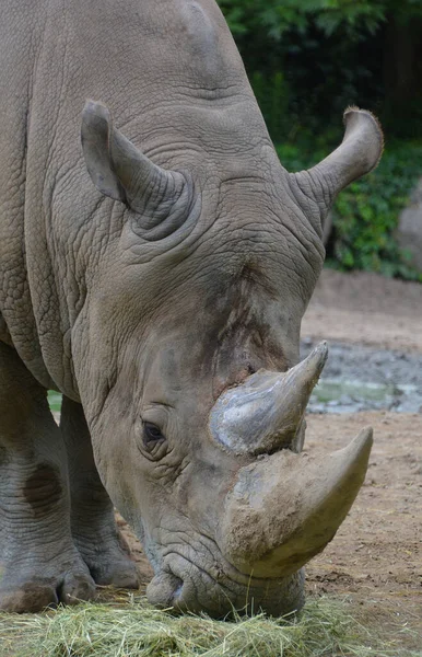 A rhinoceros ( meaning \