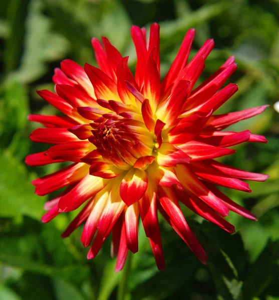 Dahlia Género Botânico Pertencente Família Asteraceae Existem Pelo Menos Espécies — Fotografia de Stock