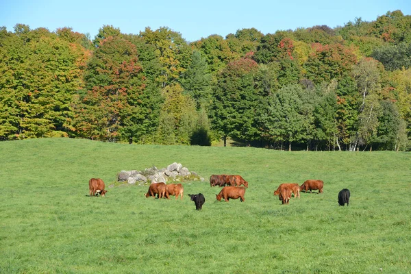 Braune Und Schwarze Rinder Auf Einem Feld Vor Dem Wald — Stockfoto