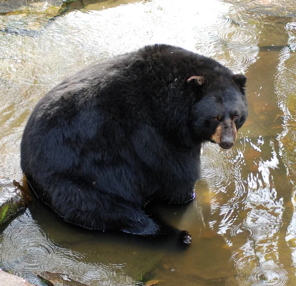 Der Amerikanische Schwarzbär Ursus Americanus Ist Ein Mittelgroßer Bär Aus — Stockfoto