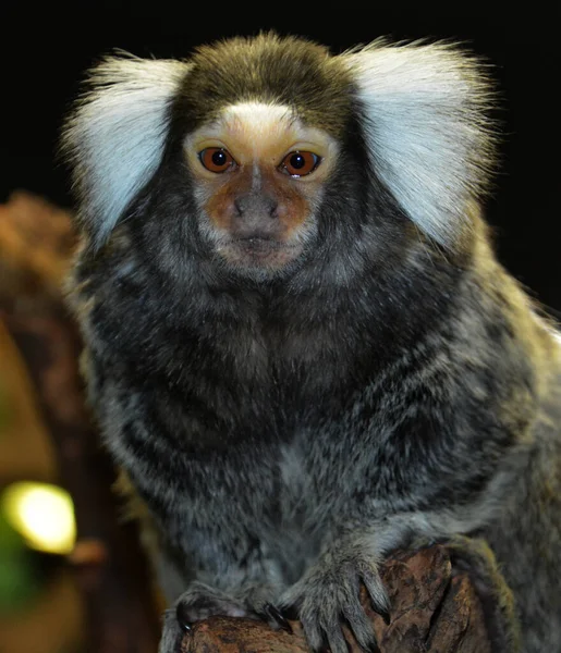 Callithrix Genus New World Monkeys Family Callitrichidae Family Containing Marmosets — Stock Photo, Image