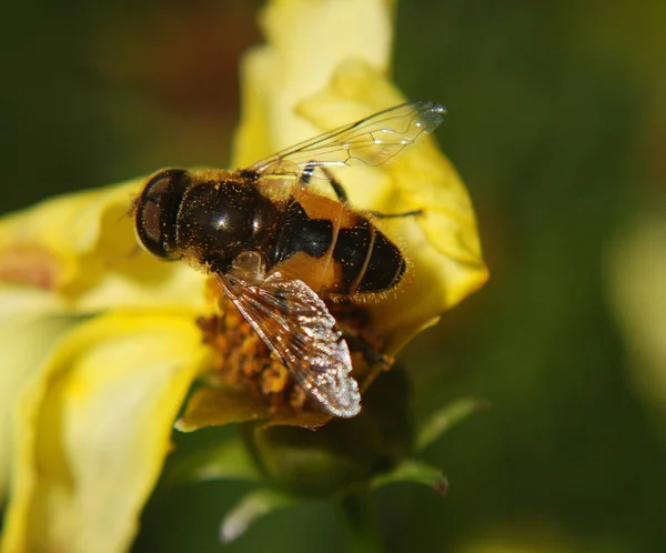 Bienen Auf Asteraceae Oder Compositae Allgemein Als Familie Der Astern — Stockfoto