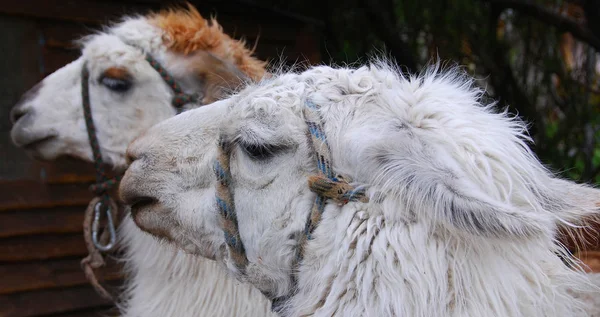 El Chalten Argentina, the llama (Lama glama) is a South American camelid, widely used as a meat and pack animal by Andean cultures since pre-Hispanic times.