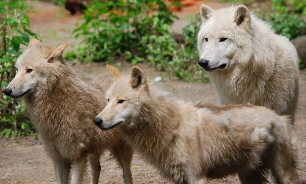 Kuzey Kutup Kurdu Arctic Wolf Veya Kutup Beyaz Kurdu Kanada — Stok fotoğraf