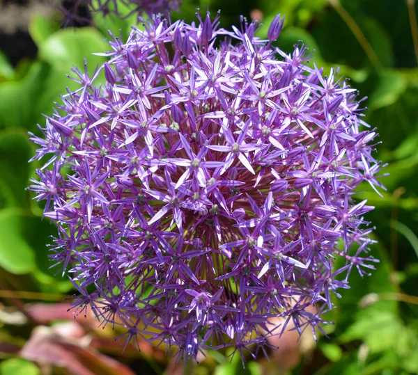 Genre Oignon Allium Comprend Des Plantes Fleurs Monocotylédones Comprend Oignon — Photo