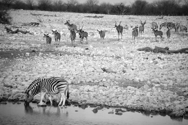 Animal at a water point in (Etosha National Park) Namibia Africa The park is located in the Kunene region and shares boundaries with the regions of Oshana, Oshikoto and Otjozondjupa.