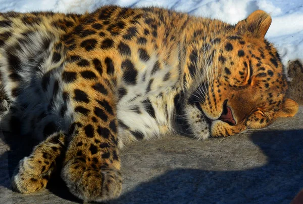 Leopardo Amur Una Subespecie Leopardo Originaria Región Primorye Sudeste Rusia —  Fotos de Stock