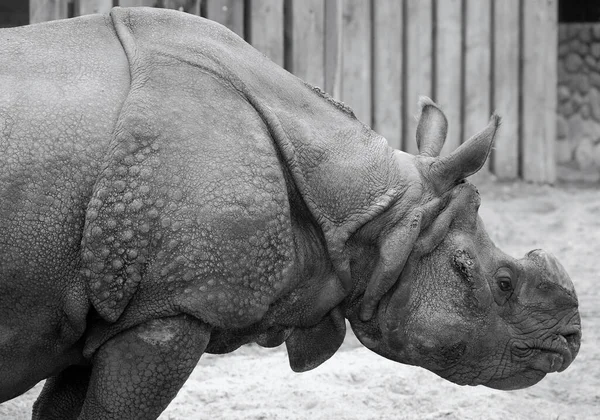 Indický Nosorožec Nosorožec Rhinoceros Unicornis Také Nazývá Větší Jednorohý Nosorožec — Stock fotografie