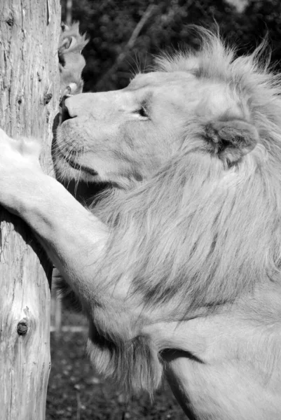 Leão Branco Uma Rara Mutação Cor Leão Até 2009 Quando — Fotografia de Stock