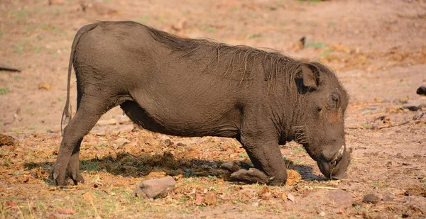 Warthog Common Warthog Phacochoerus Africanus Wild Member Pig Family Lives — Stock Photo, Image