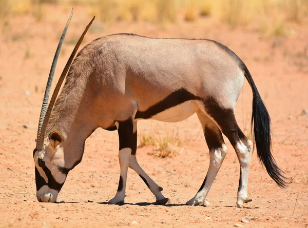 Gemsbock Neboli Gemsbuck Oryx Gazella Národní Park Namib Naukluft Národní — Stock fotografie