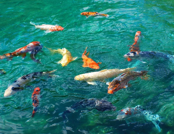 乌贼鱼 Koi Fish 是一种彩色的乌贼鱼 Cyprinus Rubrofuscus 被保存在室外的科伊池塘或水园中作为装饰 — 图库照片