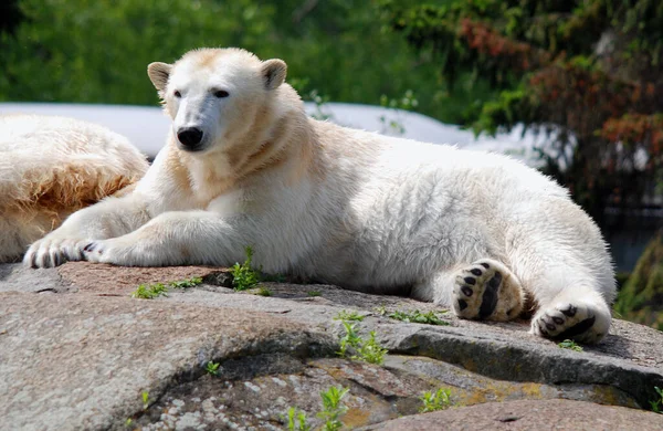 Білий Ведмідь Ursus Maritimus Ведмідь Який Мешкає Переважно Північному Полярному — стокове фото