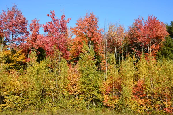 Herfst Landschap Met Kleurrijke Bomen Blauwe Lucht — Stockfoto