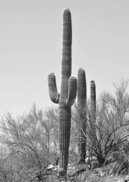 Saguaro National Park Amerikansk Nationalpark Pima County Tucson Sydöstra Arizona — Stockfoto