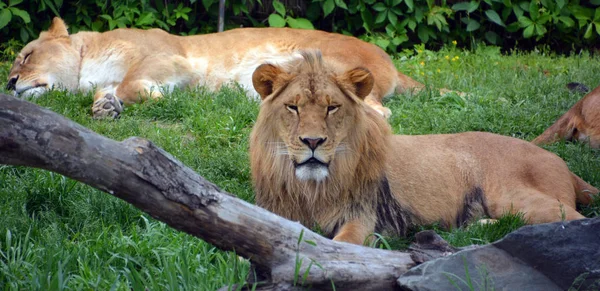 Лев Одним Чотирьох Великих Кішок Роду Panthera Членом Родини Felidae — стокове фото