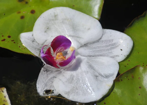 Fleur Blanche Orchidée Dans Jardin — Photo