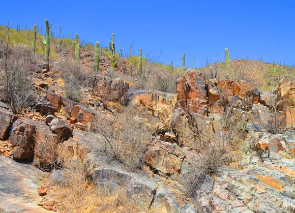 Parque Nacional Saguaro Parque Nacional Ubicado Condado Pima Estado Estadounidense — Foto de Stock