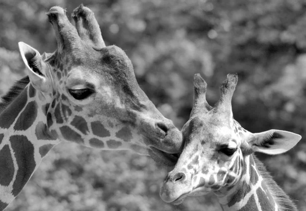 Zürafa Giraffa Camelopardalis Afrika Yaşayan Tek Ayak Parmaklı Karada Yaşayan — Stok fotoğraf