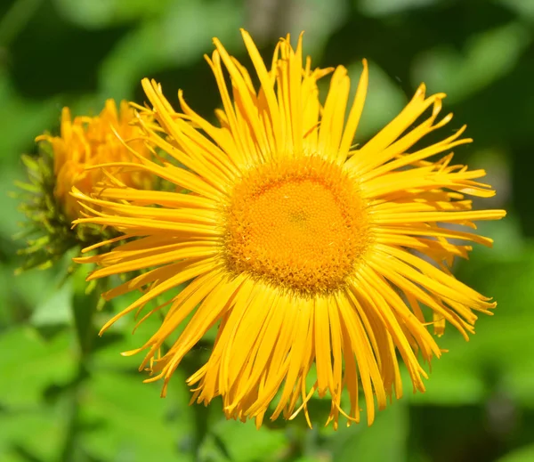 ルドケッピア Rudんだけち ひまわり科の植物属です この種は一般的に花と呼ばれ 黒目のササンと呼ばれ すべて北アメリカ原産で 多くの種が庭で栽培されています — ストック写真