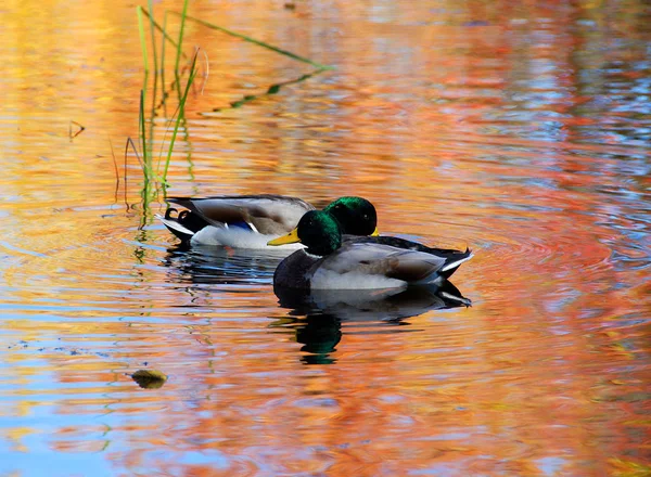 Ducks swimming in lake water