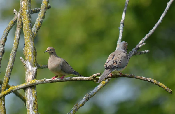 Paloma Bárbara Streptopelia Risoria Miembro Doméstico Familia Palomas Columbidae — Foto de Stock