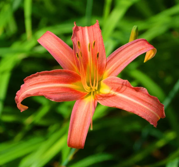 Daylily Una Planta Con Flores Del Género Hemerocallis Los Entusiastas —  Fotos de Stock