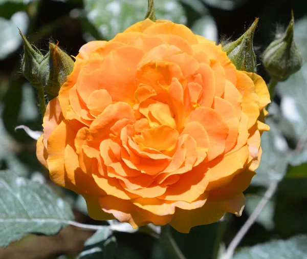 玫瑰是蔷薇属的一种木质多年生开花植物 在蔷薇科 或其所结的花中 有一百多个物种和数千个栽培品种 — 图库照片