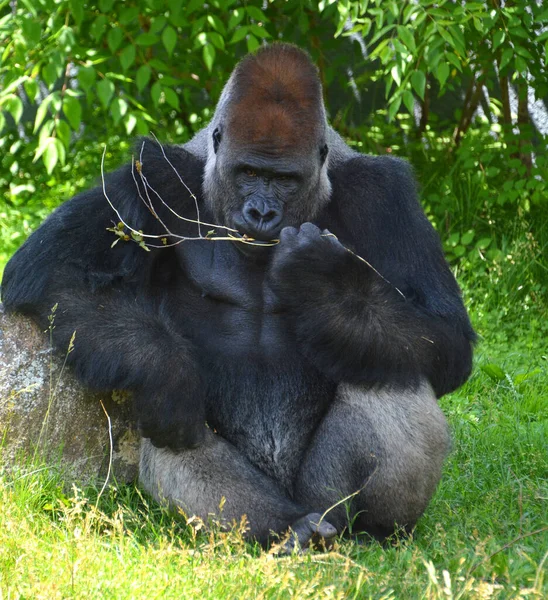 Ezüst Hátú Gorillák Földlakó Túlnyomórészt Növényevő Majmok Amelyek Közép Afrika — Stock Fotó