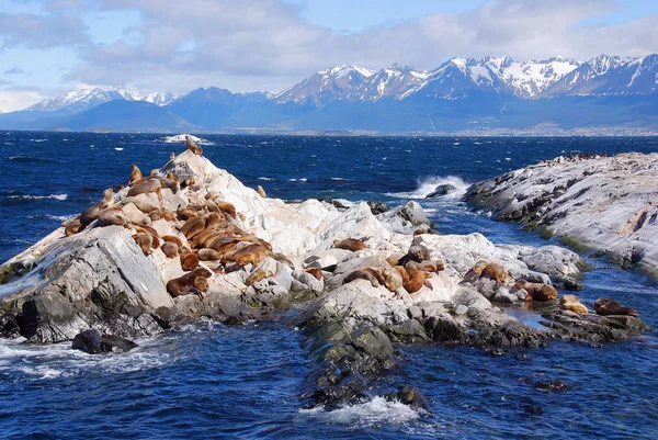 Leoni Marini Nel Canale Beagle Uno Stretto Che Separa Isole — Foto Stock