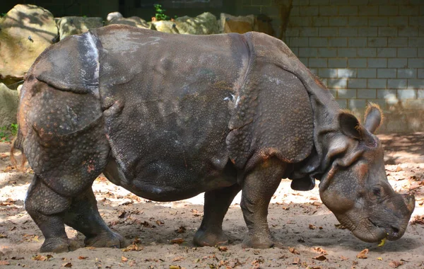 The Indian Rhinoceros (Rhinoceros unicornis) is also called Greater One-horned Rhinoceros and Asian One-horned Rhinoceros and belongs to the Rhinocerotidae family.