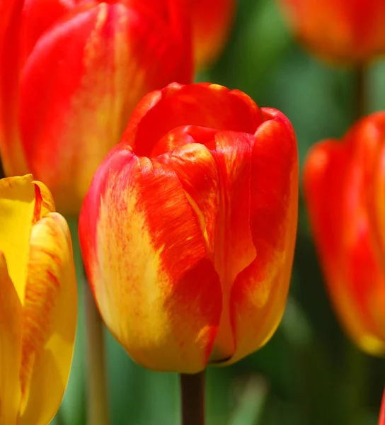 Czerwony Tulipan Ogrodzie — Zdjęcie stockowe