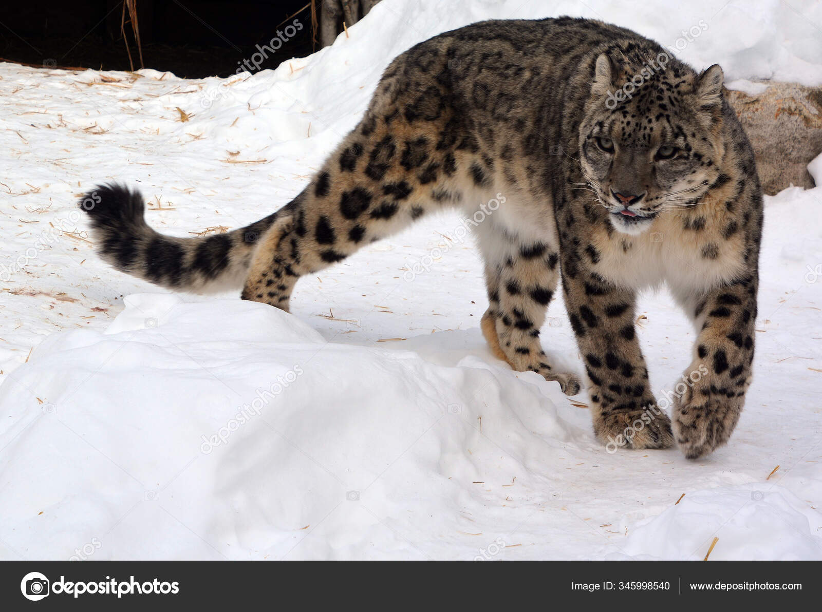 Snow Large Cat Mountain Central South Asia Stock Photo by ©meunierd 345998540
