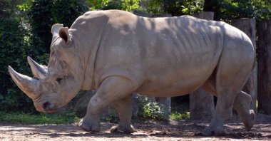 Beyaz gergedan ya da kare dudaklı gergedan, gergedanın mevcut en büyük türüdür. Otlamak için kullanılan geniş bir ağzı vardır ve gergedan türlerinin en sosyal olanıdır.