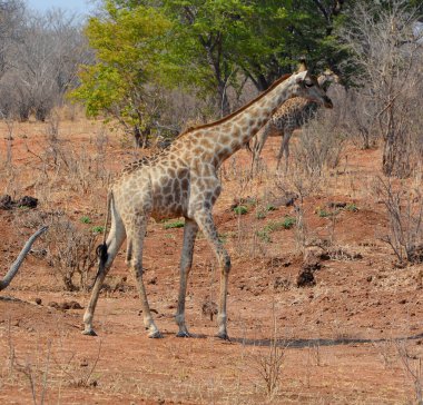 Zambezi Ulusal Parkı 'ndaki zürafa, Victoria Şelalesi' nin yukarısındaki Zimbabve 'deki Zambezi Nehri' nde bulunan milli parktır.. 