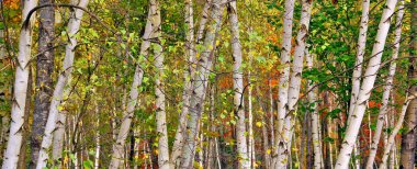 Bromont Quebec, bahar zamanı huş ağacı ormanı