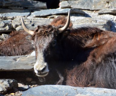 Tibet öküzü, Orta Asya 'nın güneyindeki Himalaya bölgesinde, Tibet Platosu' nda ve Moğolistan ve Rusya 'ya kadar uzanan bölgede bulunan uzun saçlı bir bovid türüdür..